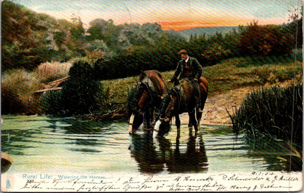 Watering The Horses Rural Life 1904 Vintage Postcard SP17-30